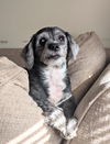 Greta Sue (SENIOR ALERT)