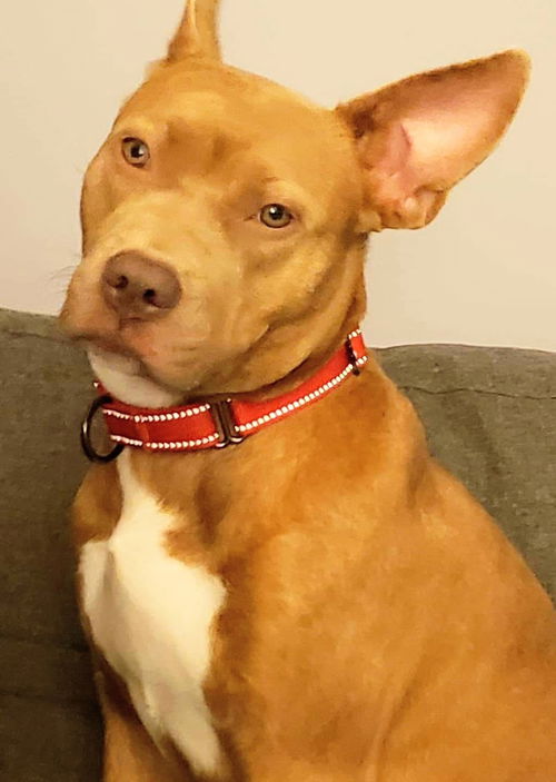 Ava