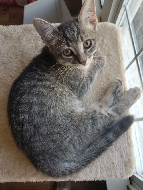Wilbur