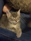 Wilbur