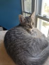 Wilbur