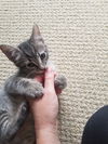 Wilbur