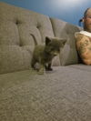 Babar