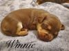 Winnie