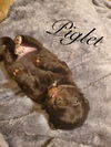 Piglet