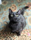 Salem
