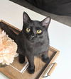 Salem