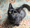 Salem
