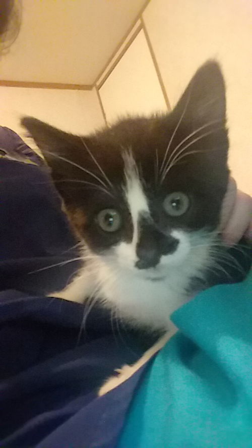 Zena
