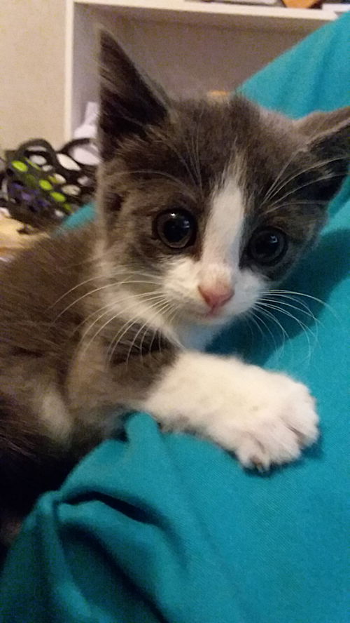 Gemma