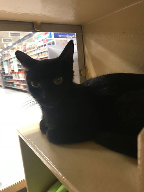 Lulu
