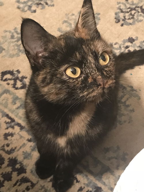 Penelope