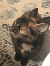 Penelope
