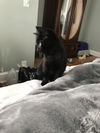 Peppa