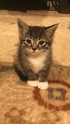 Pippin