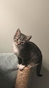Pippin