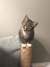 Pippin