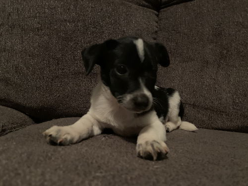 Basil