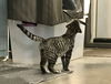 Slinky
