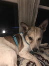 Buster