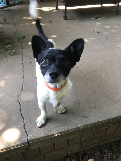 Pepper