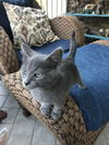 Sammy