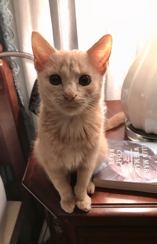 Ranger Sir PurrsAlot
