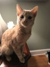 Ranger Sir PurrsAlot