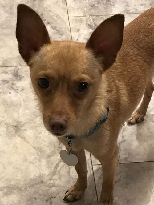 Peanut