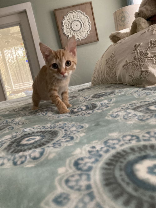 Peppermint