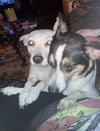 Buddy