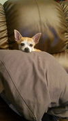 Zoe