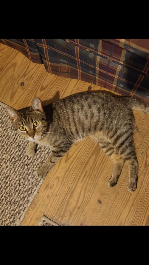 Tabby-tha