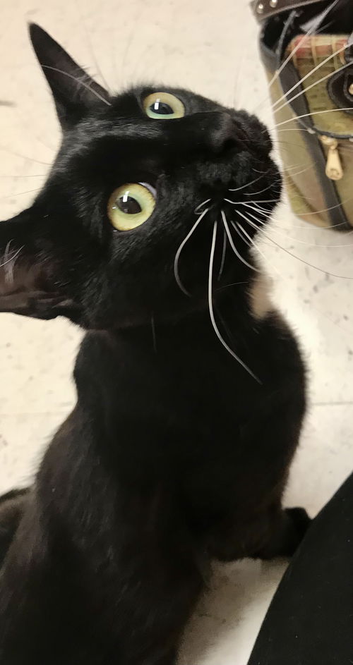 Handsome Henry