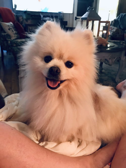 Jasper