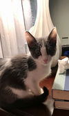 Astro