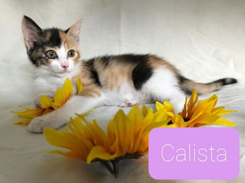 Calista