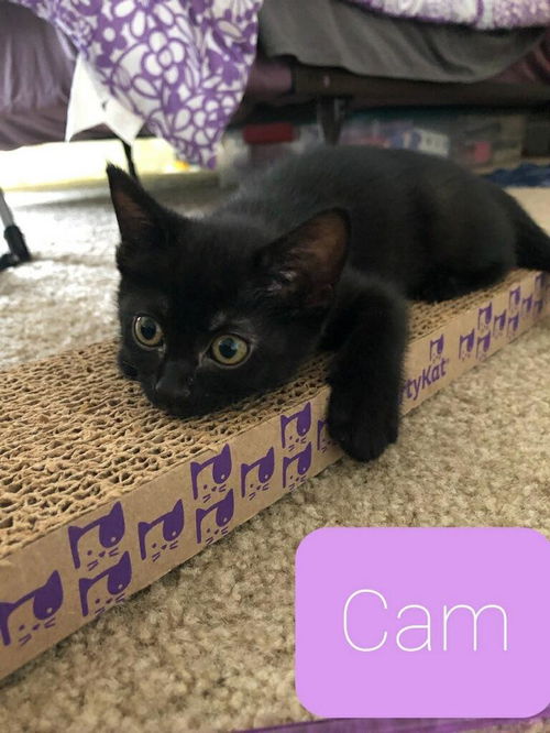 Cam