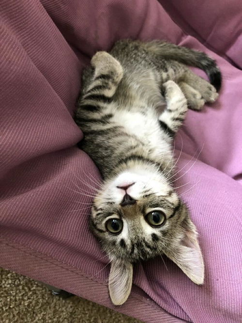 Squeakers