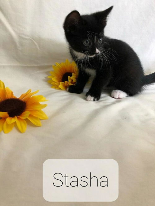 Stasha