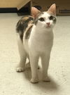 Duchess