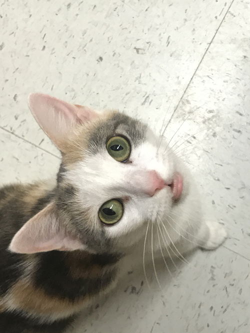 Duchess