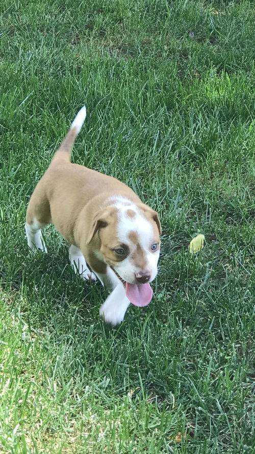 Harnetta