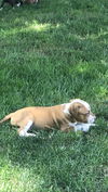 Harnetta