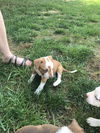 Harnetta