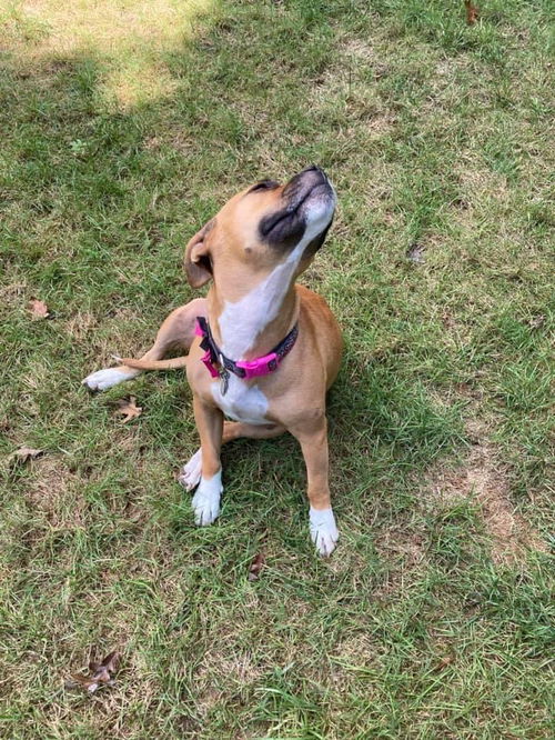 Suri