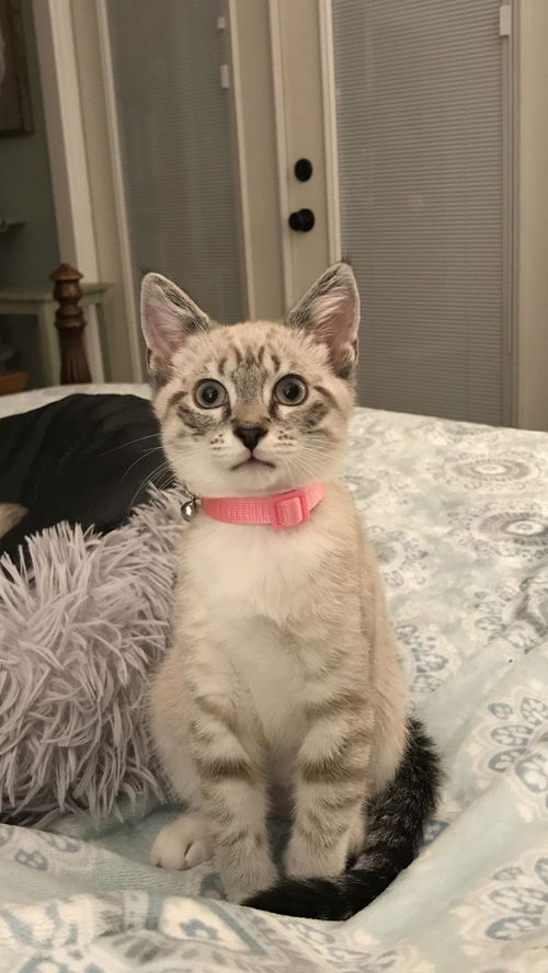 Harper