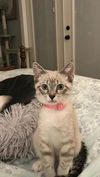 Harper