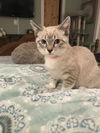 Harper