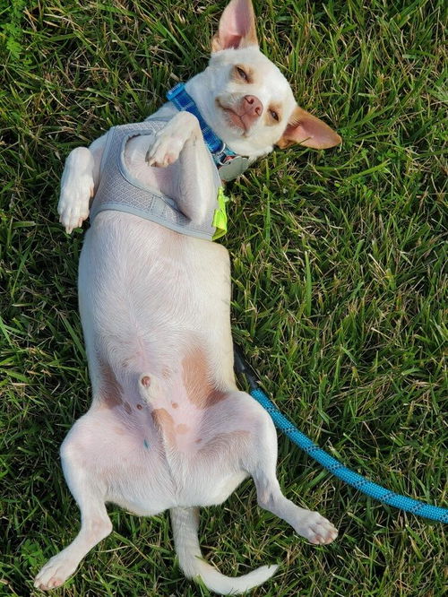 Pogo